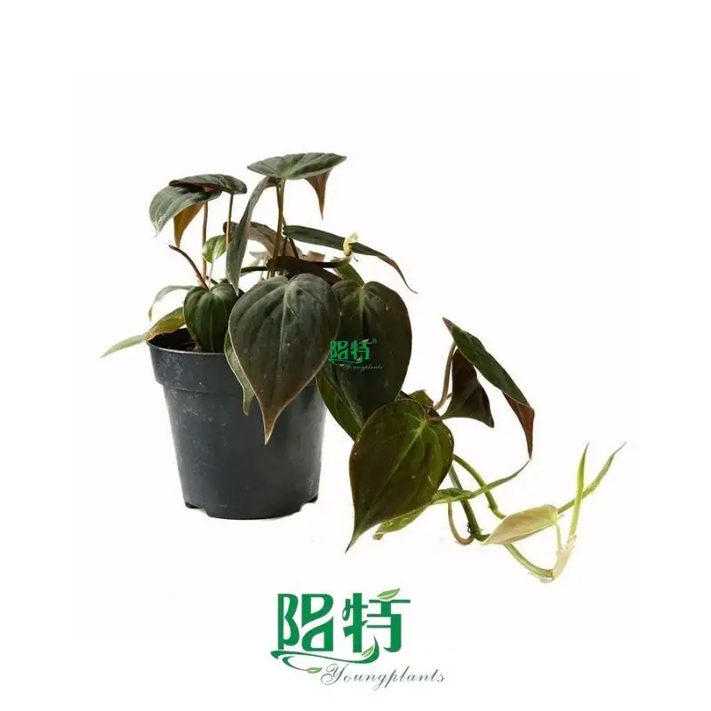 Custom philodendron selloum seedling  Manufacturer | Youngplants1 1