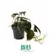 Custom philodendron selloum seedling  Manufacturer | Youngplants1 1