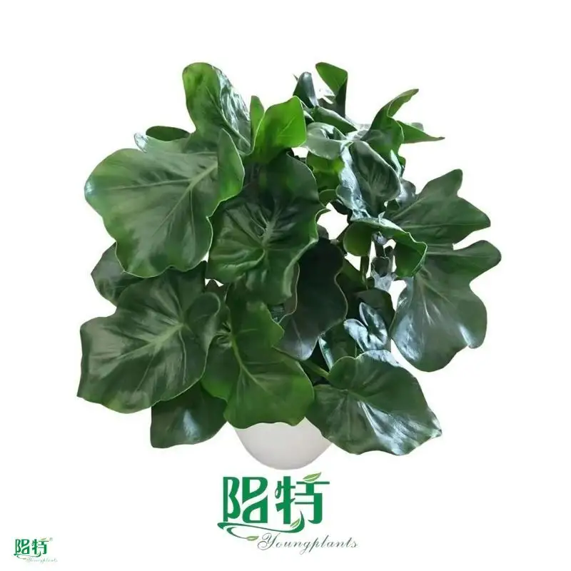Custom buy philodendron  Manufacturer | Youngplants 1