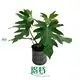 buy philodendron at Wholesale Prices | Youngplants 1