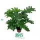 Youngplants |  philodendron seedlings  1