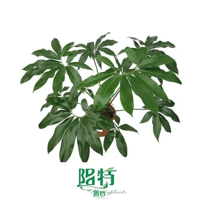 gloriosum seedling at Wholesale Prices | Youngplants1 1
