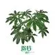 gloriosum seedling at Wholesale Prices | Youngplants1 1
