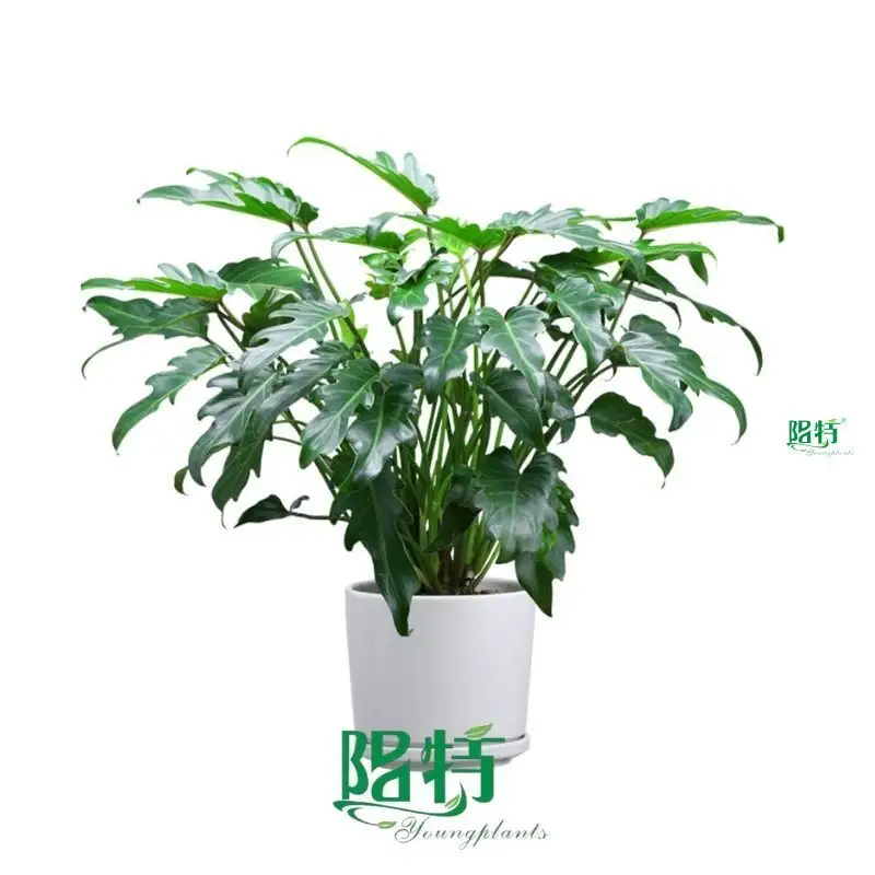 buy philodendron at Wholesale Prices | Youngplants1 1
