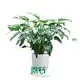 buy philodendron at Wholesale Prices | Youngplants1 1