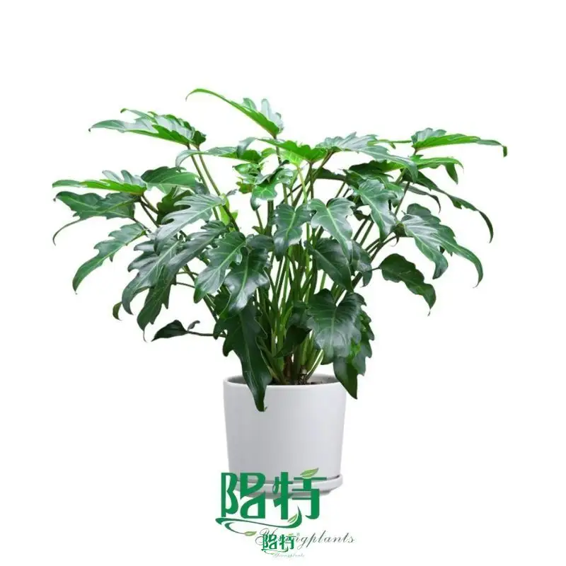  young plants  | Youngplants 1
