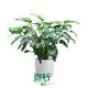  young plants  | Youngplants 1