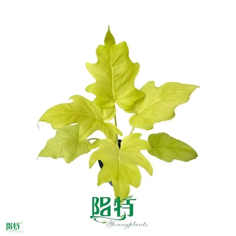 Custom philodendron seedlings  Manufacturer | Youngplants1 1