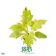 Custom philodendron seedlings  Manufacturer | Youngplants1 1