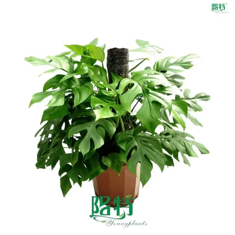 Custom philo xanadu  Manufacturer | Youngplants1 1