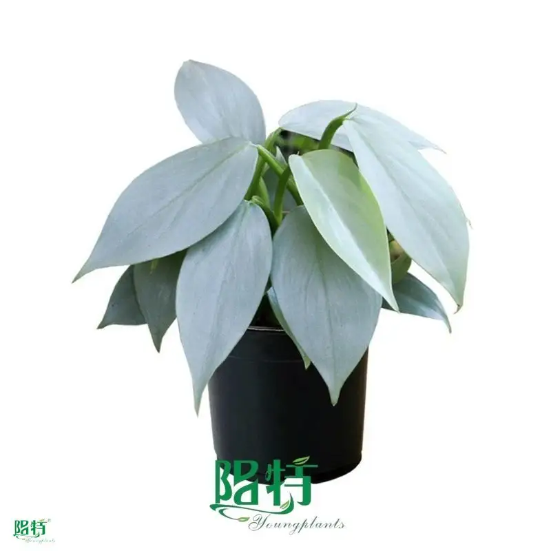 Youngplants |  philodendron seedlings 1 1