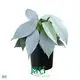 Youngplants |  philodendron seedlings 1 1