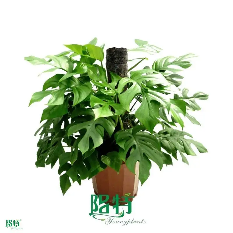 Custom buy philodendron  Manufacturer | Youngplants1 1