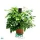Custom buy philodendron  Manufacturer | Youngplants1 1