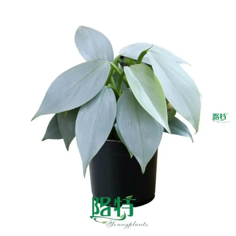 Youngplants | Best philo xanadu Suppliers 1