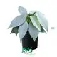 Youngplants | Best philo xanadu Suppliers 1