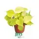 Custom in vitro plants Suppliers Manufacturer | Youngplants 1
