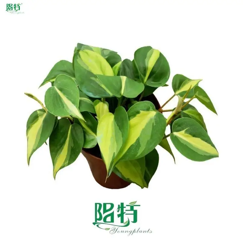 Custom philo xanadu Company Manufacturer | Youngplants 1