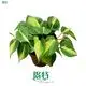 Custom philo xanadu Company Manufacturer | Youngplants 1