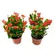Highest-Quality Aphelandra Squarrosa Dania Indoor Flower Plant for New Year Gift 1