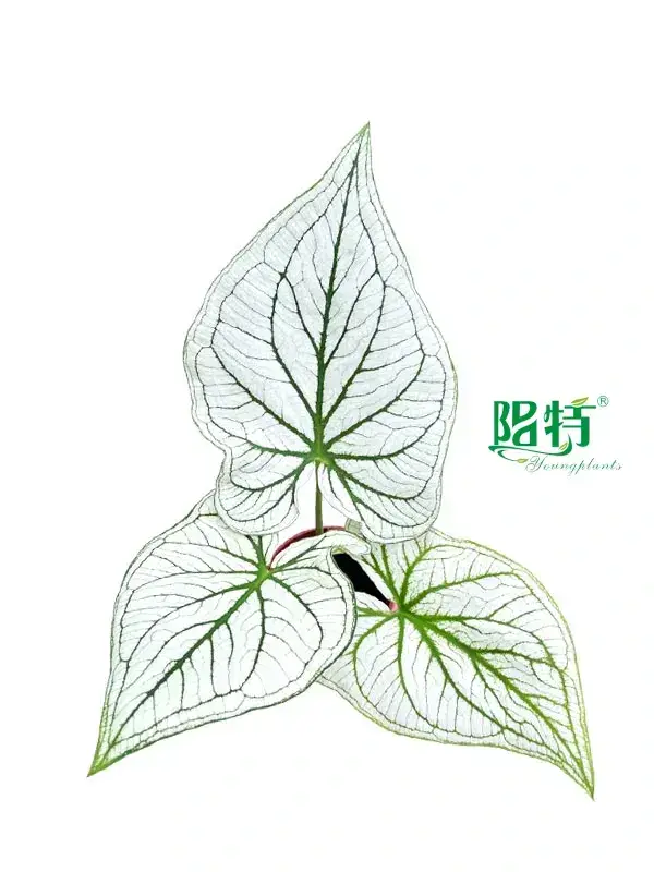 Live Caladium Plant Tray - Indoor Beauty from Reliable Suppliers 1
