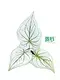 Live Caladium Plant Tray - Indoor Beauty from Reliable Suppliers 1