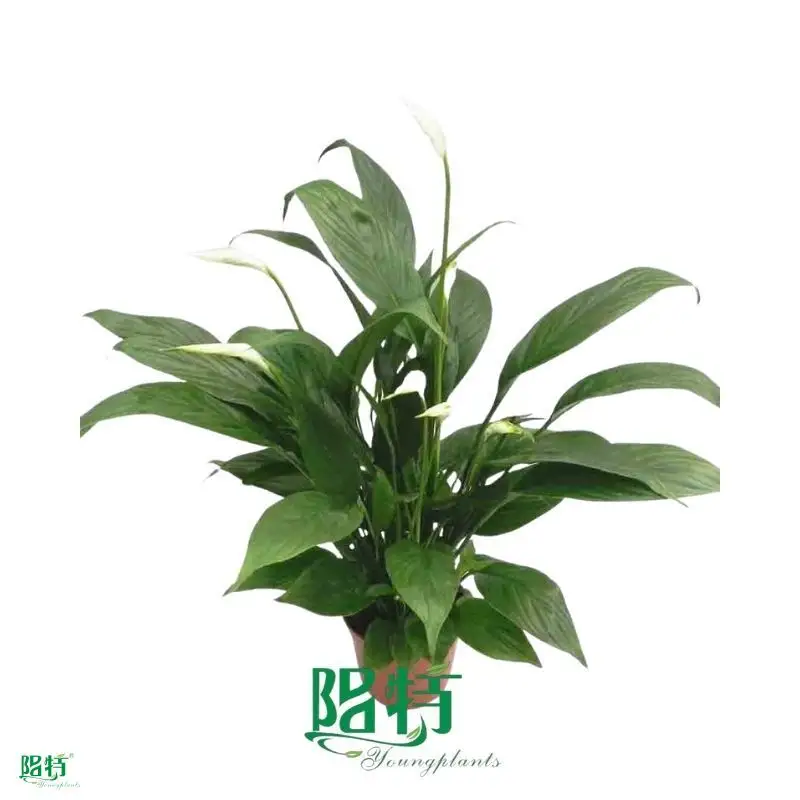 Spathiphyllum Mojo Young Plants - High Quality and Competitive Price 1