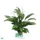 Spathiphyllum Mojo Young Plants - High Quality and Competitive Price 1