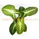 Xanthosoma Lindenii Magnificum Bonsai Pot Plants for Flower & Gardening 1