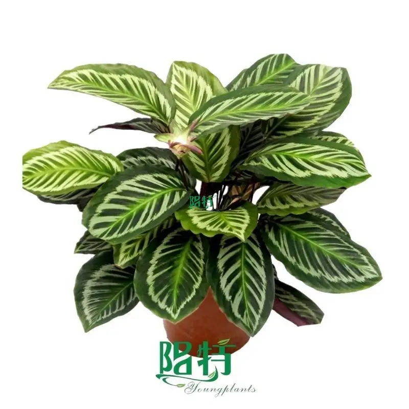 Red Maranta: High-Quality Tissue Culture and Plug Plants 1