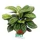 Red Maranta: High-Quality Tissue Culture and Plug Plants 1