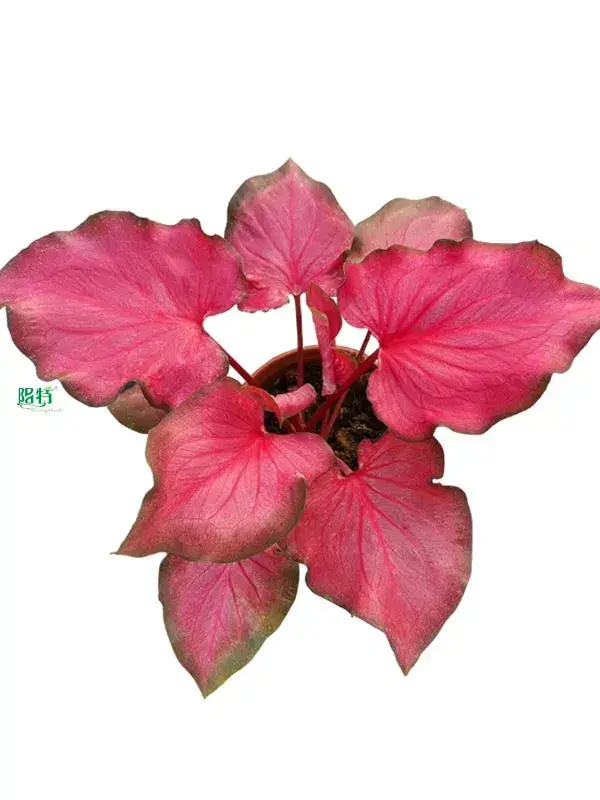 High-Tech Caladium Samba: Perfect for Flower & Gardening 1