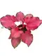 High-Tech Caladium Samba: Perfect for Flower & Gardening 1