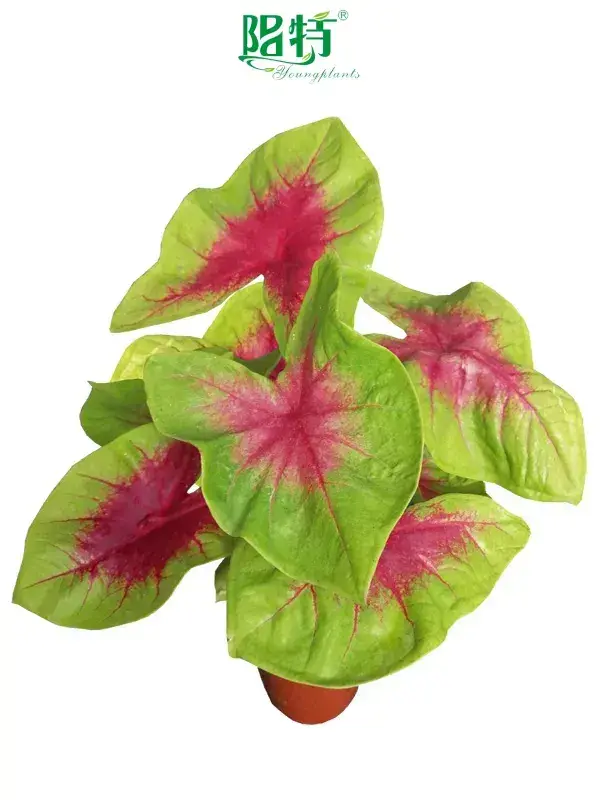 High-Tech Caladium Tray Plug Seedling for Indoor Plants 1