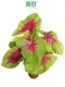 High-Tech Caladium Tray Plug Seedling for Indoor Plants 1