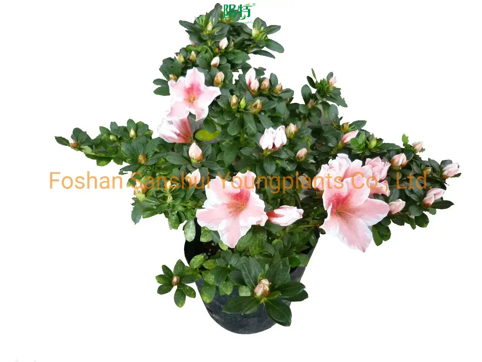 Rhododendron Simsii Pink Flowers - Quality Import from China for Gardening 1