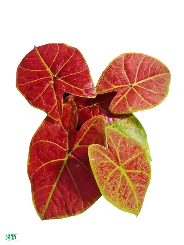 High-Efficiency Caladium Tissue Culture Tray Plug 1