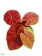 High-Efficiency Caladium Tissue Culture Tray Plug 1
