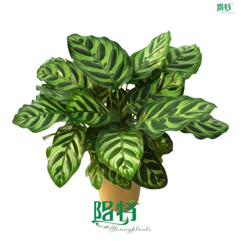 High-Quality Calathea Tray Plant Wholesale - 40+ Species Available 1