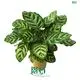 High-Quality Calathea Tray Plant Wholesale - 40+ Species Available 1