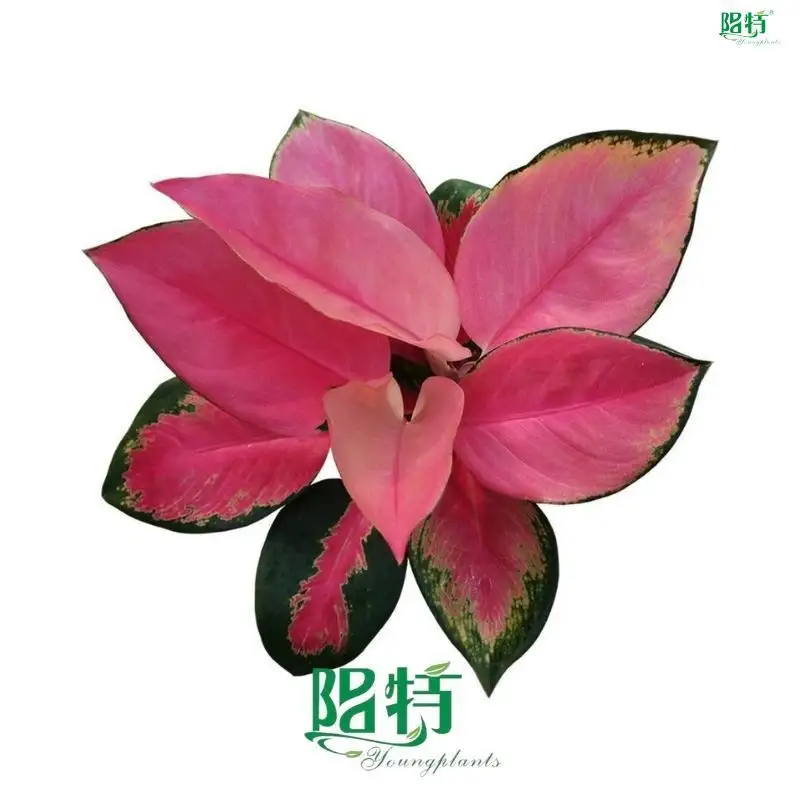Aglaonema China Red - Tissue Culture Plants 1
