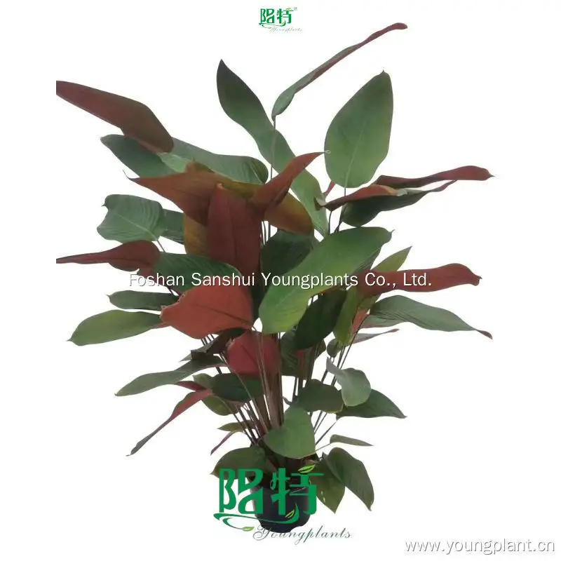 Calathea Marantochloa Mannii: Ornamental Perennial Plant 1