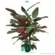 Calathea Marantochloa Mannii: Ornamental Perennial Plant 1