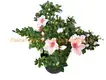 Simsii Pink Rhododendron: Quality Plants from China for Gardening 1