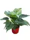 High-Quality Alocasia Cucullata Plantlets from China - Wholesale Import Export 1