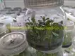 Custom syngonium Supply Manufacturer | Youngplants 1