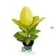 Custom Ficus elastica Ruby Suppliers Manufacturer | Youngplants 1