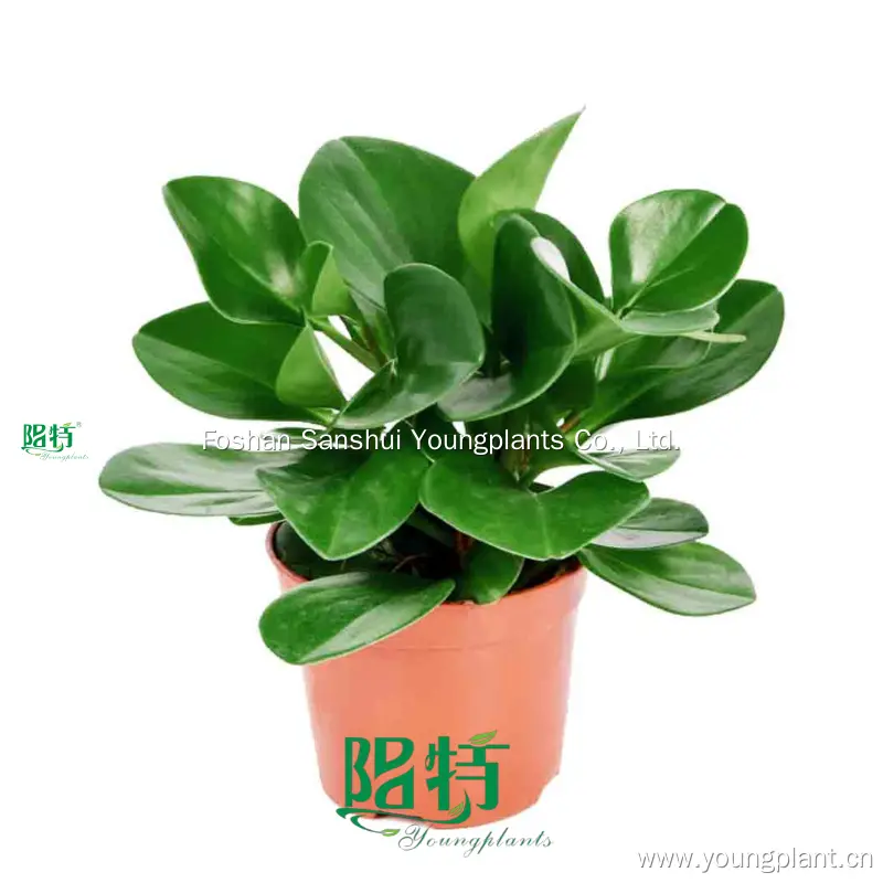 peperomia obtusifolia green at Wholesale Prices | Youngplants 1