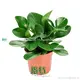 peperomia obtusifolia green at Wholesale Prices | Youngplants 1