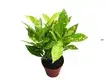 Custom codiaeum plant Manufacturers Manufacturer | Youngplants 1